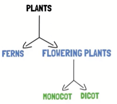 Monocots and dicots
