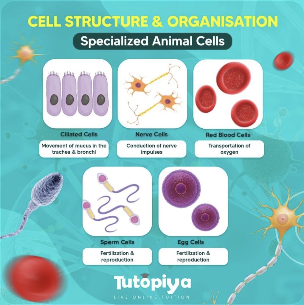 Unveiling the Wonders of Specialized Animal Cells & Functions
