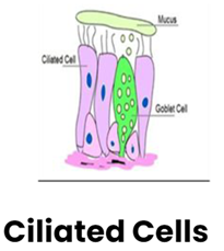 Cilated cells
