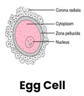  Egg-Cell