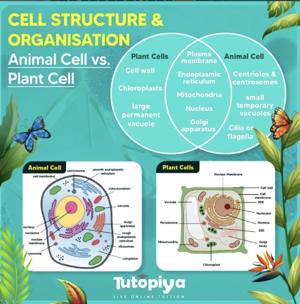 Marvels of Cell Structures: Animal Cell vs. Plant Cell | Cambridge IGCSE  Biology - Tutopiya