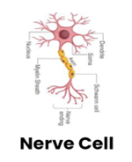 Nerve-Cell