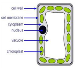 Palisade-mesophyll-cells