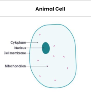 Marvels of Cell Structures: Animal Cell vs. Plant Cell | Cambridge IGCSE  Biology - Tutopiya