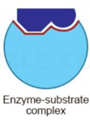 Enzyme-substrate-Complex